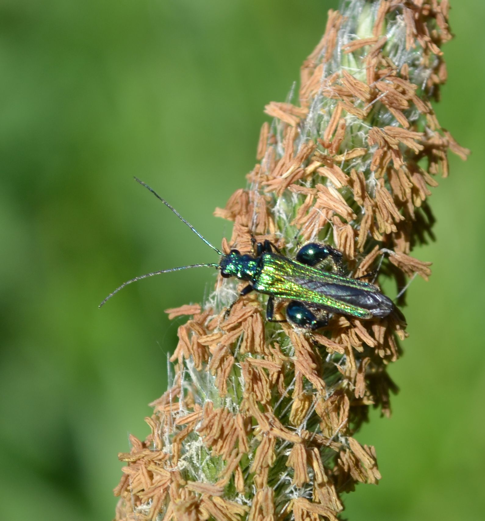 Thick-thighed beetle